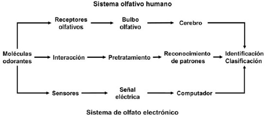 FIGURA 1 Esquema comparativo entre el sistema olfativo humano y el sistema de olfato electrónico
