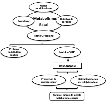 FIGURA 4 Factores reguladores del metabolismo basal.