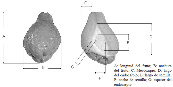 Figura 1. Magnitudes para la caracterización morfológica de frutos de chayota