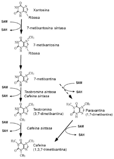 Figura 3. Vía de síntesis de alcaloides en plantas (91).