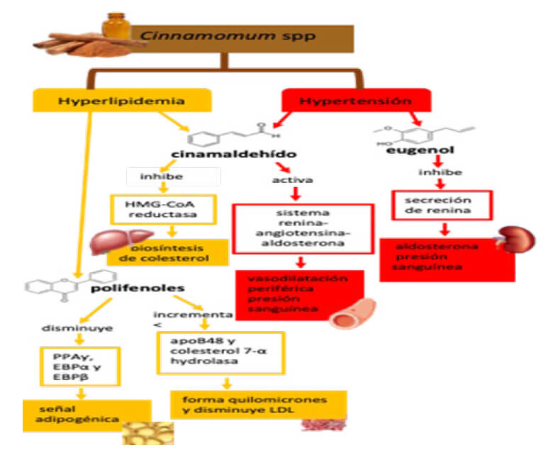 Figura 2. Mecanismos de acción de los compuestos bioactivos de la canela en las comorbilidades de hiperlipidemia e hipertensión. (Autoría propia)