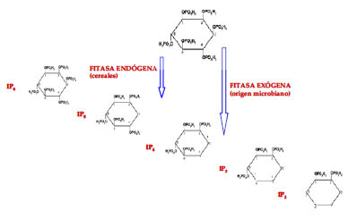 FIGURA 1 Productos generados a partir de la hidrólisis del ácido fítico (IP6)