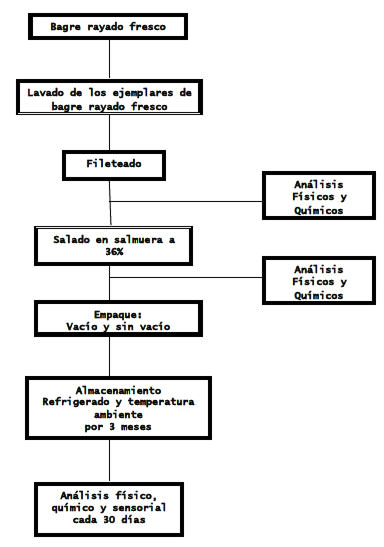 FIGURA 1 Esquema de procesamiento de bagre rayado en una solución de salmuera al 36%