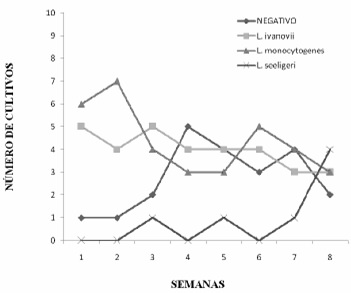 FIGURA 2 Distribución del total de las muestras de cilantro según resultados de los cultivos de Listeria spp por semana