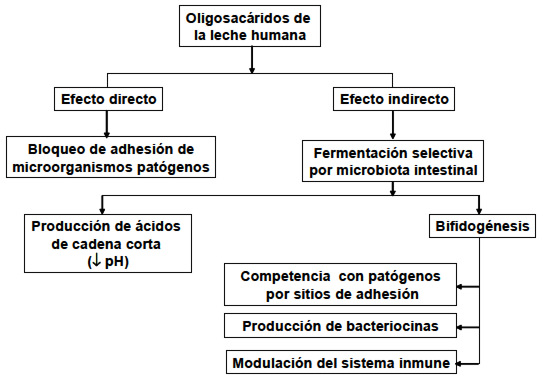 FIGURA 2 Efecto protector de los oligosacáridos de la leche humana contra infecciones microbianas