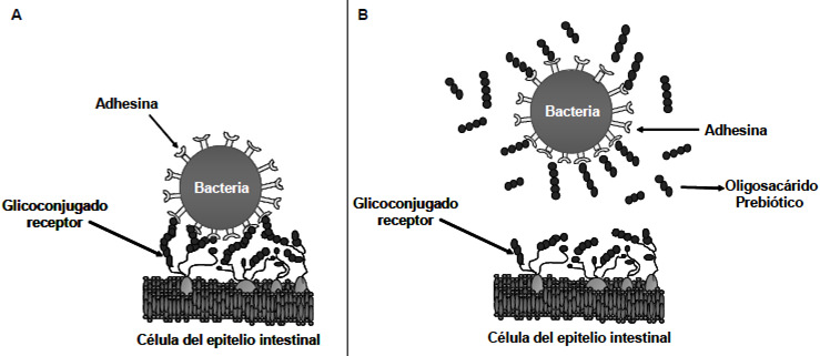 FIGURA 3 Modelo de acción directa de los oligosacáridos prebióticos en la prevención de infecciones. A) Las adhesinas bacterianas reconocen a los receptores oligosacáridos en las células del epitelio intestinal. B). Inhibición de la adhesión bacteriana por prebióticos con estructuras similares a los glicanos receptores
