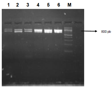 FIGURA 2 Límite de detección para muestras de queso inoculadas con L monocytogenes y diluidas decimalmente. 1 dilución 109 UFC/mL, 2 dilución 108 UFC/mL, 3 dilución 107 UFC/mL, dilución, 4 dilución 106 UFC/mL, 5 dilución 106 UFC/mL, 6 control positivo, M. marcador peso molecular