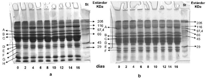 FIGURA 1 PAGE-SDS de proteínas sarcoplasmáticas de filetes de turbot durante su almacenamiento refrigerado (4°C), a: sin 2-ME y b: con 2-ME