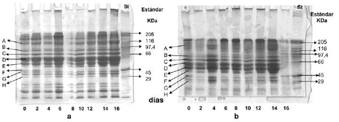 FIGURA 2 PAGE-SDS de proteínas miofibrilares de filetes de turbot durante su almacenamiento refrigerado (4°C), a: sin 2-ME y b: con 2-ME