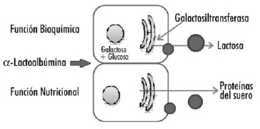 FIGURA 2 Función bioquímica y nutricional de la α-lactoalbúmina. Adaptado de Lien (14)