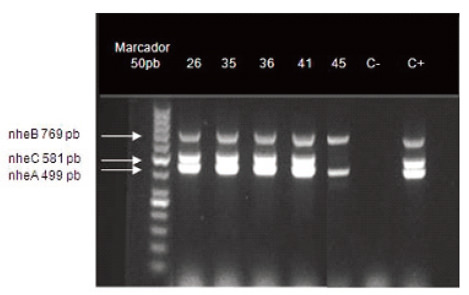 FIGURA 1 Productos de amplificación del PCR de B.cereus. C+= Control positivo, cepa Bacillus thuringiensis var. aizawai HD 137 con los 3 genes para la toxina Nhe. C- = Control negativo, cepa Eschericha coli ATCC 25922