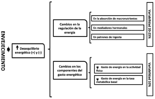 FIGURA 1 Relación envejecimiento-desequilibrio energético