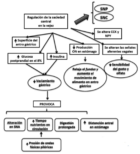 FIGURA 2 Mecanismo de regulación saciedad-hambre