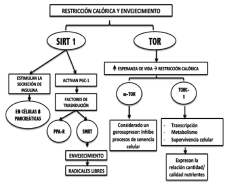 FIGURA 5 Restricción calórica-envejecimiento y su relación con SIRT y TOR.
