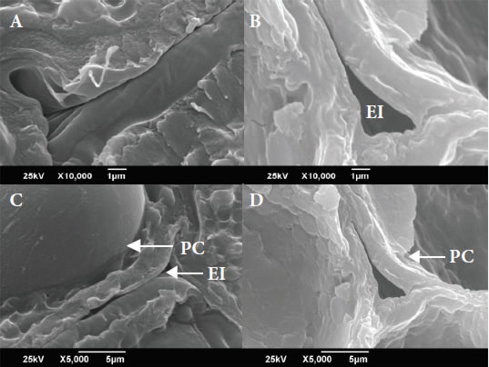 Figura 1. Micrografías obtenidas por barrido electrónico (X10000 y X5000) de los cotiledones de los granos crudos almacenados por doce meses. A-C: Grano Suave. B-D: Grano Duro. EI: Espacio intercelular, PC: Pared celular.