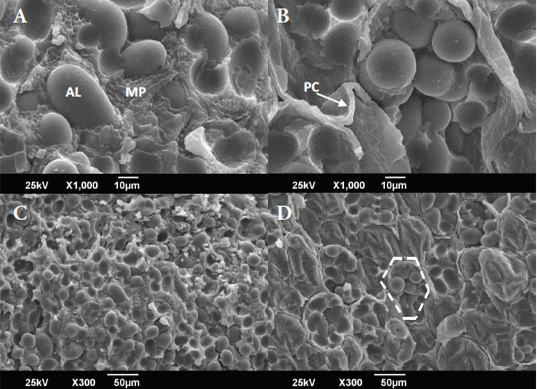 Figura 2. Micrografías obtenidas por barrido electrónico (X1000 y X300) de los cotiledones de los granos crudos almacenados por doce meses. A-C: Grano Suave. B-D: Grano Duro. AL: gránulo de almidón, MP: matriz proteica, PC: Pared celular