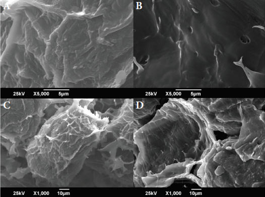 Figura 4. Micrografías obtenidas por barrido electrónico (X5000 y X1000) de los cotiledones de los granos cocidos almacenados por doce meses. A-C: BTBH. B-D: ATAH.