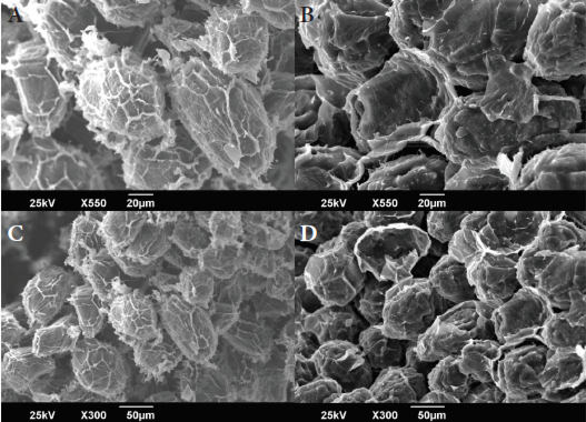Figura 5. Micrografías obtenidas por barrido electrónico (X550 y X300) de los cotiledones de los granos cocidos almacenados por doce meses. A-C: BTBH. B-D: ATAH.