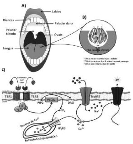 FIGURA 1. Las papilas gustativas y su localización en toda la superficie de la lengua. A. Estructuras de la cavidad oral. B. Papila gustativa con células especializadas claramente polarizadas. C.Rutas de señalización involucradas en la transducción del gusto umami. Adaptada y modificada de las referencias 3 y 4.