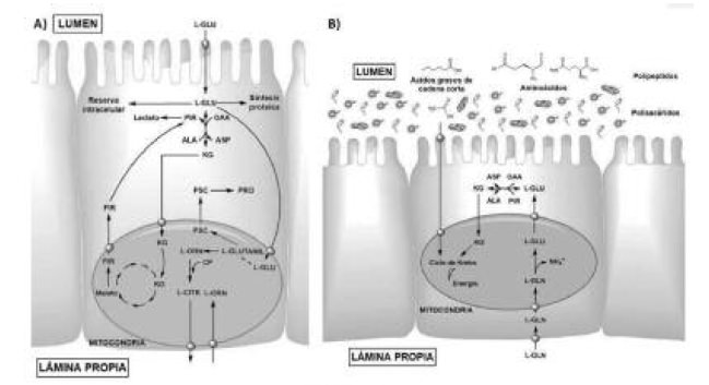 FIGURA 2. Vías metabólicas de procesamiento del glutamato a nivel intestinal. A. Metabolismo en el intestino delgado.El glutamato participa en diferentes rutas como en la del ciclo de los ácidos tricarboxílicos (CAT) y el ciclo de la úrea. También como precursor de sustratos claves como el glutatión reducido y la ornitina. B. Metabolismo energético en el epitelio de absorción intestinal grueso a partir de L-glutamato plasmático y de los metabolitos bacterianos. Estos metabolitos son generados a partir de polisacáridos y aminoácidos. El glutamato puede emplearse como precursor en la producción de substratos oxidativos para los colonocitos como el butirato y acetato. Acidosgrasos de cadena corta (SCFA), glutamina (L-GLN), oxalacetato (OAA), aspartato (ASP), piruvato (PYR), alanina (ALA) y α-cetoglutarato (α-KG). Adaptada y modificada de la referencia25.