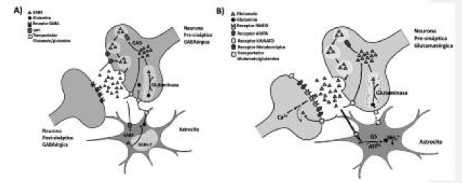 FIGURA 3. Sinapsis GABAérgicas y Glutamatérgicas. A. Proceso general de la neurotransmisión generada por las neuronas GABAérgicas. El glutamato es descarboxilado por las enzimas GAD (GAD65/67) produciéndose GABA, el cual es empaquetado en vesículas pre-sinápticas por medio de VGAT. El GABA es luego liberado en la hendidura sináptica al inducirse la exocitosis de la vesícula sináptica. Por último, GABA se une a los receptores GABAA, los cuales producen la apertura de canales permeables a Cl- .B. Representación de las principales reacciones que participan en la compartimentación del ciclo de la glutamina. Se han reportado transportadores de alta afinidad para glutamato en astrocitos y neuronas. Adicionalmente, se encuentran transportadores de glutamina en ambos tipos de células. En el gráfico se resaltan las principales enzimas que participan en el ciclo Glutamina sintetasa (GS) y Glutaminasa (PAG) al igual que los principales receptores para glutamato: NMDA, AMPA, Kainato y mGluR. Adaptada y modificada de la referencia 37.