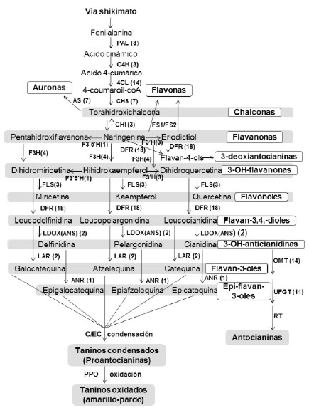 Figura 4. Ruta metabólica de la biosíntesis de flavonoides (49). El número de copias de genes ortólogos a cada enzima localizados en el genoma de Theobroma cacao se indican entre paréntesis. PAL: fenilalanina amonioliasa, C4H: cinamato 4-hidroxilasa, 4CL: 4-cumarato-CoA ligasa, CHS: chalcona sintasa, AS: auresidina sintasa, CHI: chalcona isomerasa, FS1/FS2: flavona sintasa (número de copias no determinado en cacao), F3H: flavanona 3 hidroxilasa, F3´H: flavonoide 3´-hidroxilasa, F3´5´H: flavonoide 3´5´-hidroxilasa, FLS: flavonol sintasa, DFR: dihidroflavonol 4-reductasa, LDOX (ANS): leucoantocianidina dioxigenasa, LAR: leucoantocinidina reductasa, ANR: antocianidina reductasa, OMT: O-metiltransferasa, UFGT: UDP-glucosa:flavonoid 3-O-glucosiltransferasa, RT: ramnosil transferasa (número de copias no determinado en cacao), PPO: polifenol oxidasa. C: catequina, EC: epicatequina.