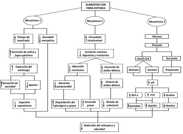 FIGURA 1. Mecanismo de regulación de sobrepeso y obesidad. 1: efectos físicos de la fibra; 2: efectos fisicoquímicos y bioquímicos y 3: efectos colónico-hormonales