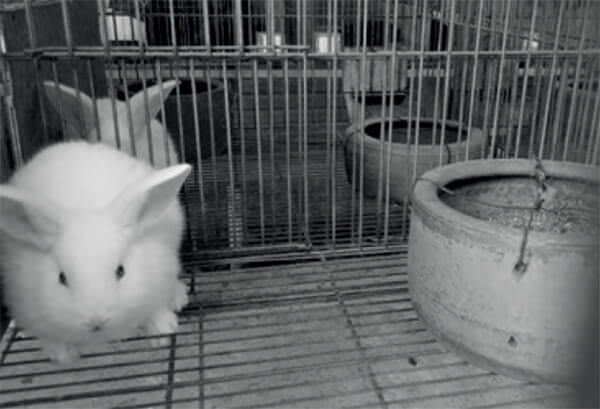 FIGURE 1. Rabbit in individual cage.