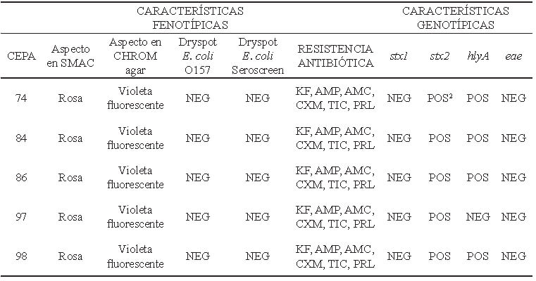 Figura 1. Ejemplos de amplificados obtenidos en muestras y cepas aisladas a partir de las muestras. Líneas: 1 y 6: patrón de peso molecular de 100 pb. 2: Muestra <i>stx1</i> y <i>stx2</i> positivo. 3: Cepa <i>stx2</i> positivo. 4: Muestra <i>stx1</i> positivo. 5: Cepa <i>hlyA</i> positivo.