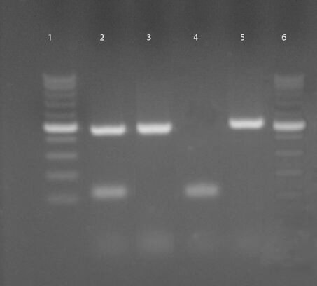 Figura 2. Resultados de la prueba de resistencia-susceptibilidad antibiótica de cepas STEC