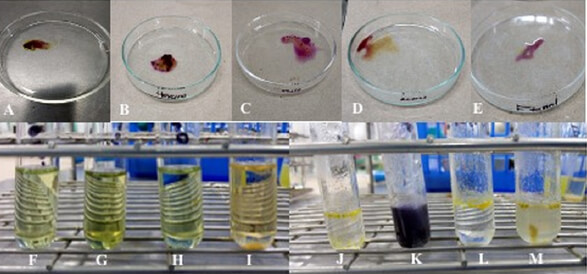 Figura 1. Reacciones colorimétricas para el análisis de: Saponinas: A) Etanol (+); B) Hexano (+); C) Cloroformo (+); D) Acuoso (+). Quinonas: (E) Etanol (+). Terpenos: F) Etanol (+); G) Hexano (+); H) Cloroformo (+); I) Acuoso (-).Aminoácidos libres: J) Etanol (-); K) Acuoso (+); L) Cloroformo (-); M) Hexano (-), en las diferentes fases.