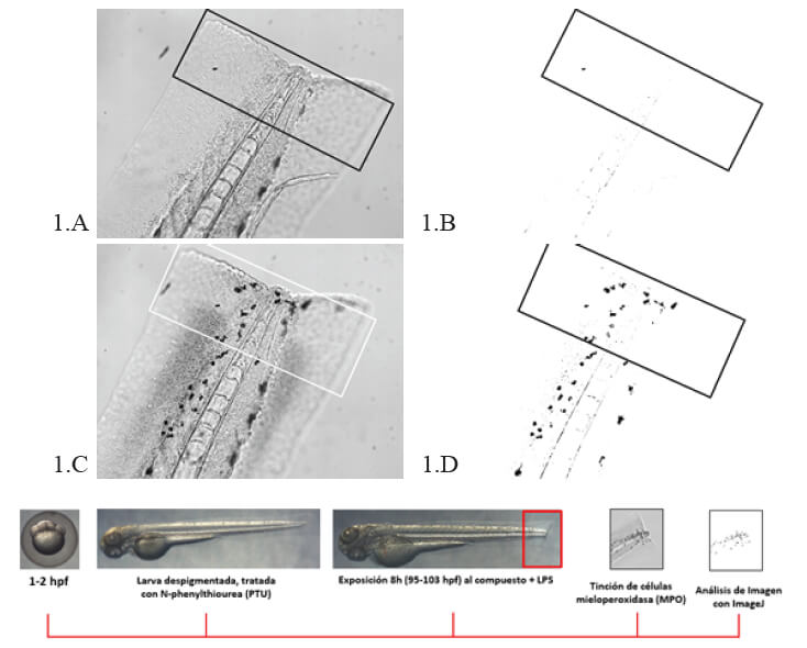 Figura 1: 1.A) Larva sin tinción de mieloperoxidasa, 1.B) imagen filtrada para cuantificación, 1.C) Larva con tinción de mieloperoxidasa, 1.D) imagen filtrada para cuantificación, 1.E) Esquema del procedimiento.