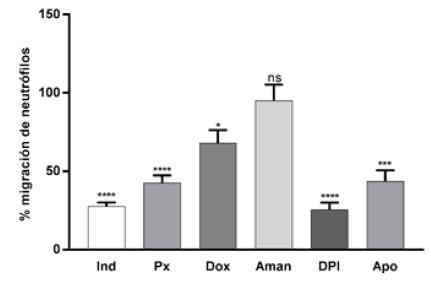 Figura 2. Migración de neutrófilos, expresada en porcentaje respecto a su respectivo control (media ± SEM). Larvas expuestas a diferentes sustancias antiinflamatorias como: la indometacina 100μM (Ind), Piroxicam 5 μM (Px), larvas expuestas a compuestos no antiinflamatorios como la doxepina 5 μM (Dox), la amantadina 10 μM (Aman) y compuestos inhibidores de enzimas NADPH oxidasas como el dibenzoidolium 100 μM (DPI) y Apocinina 100 μM (Apo).