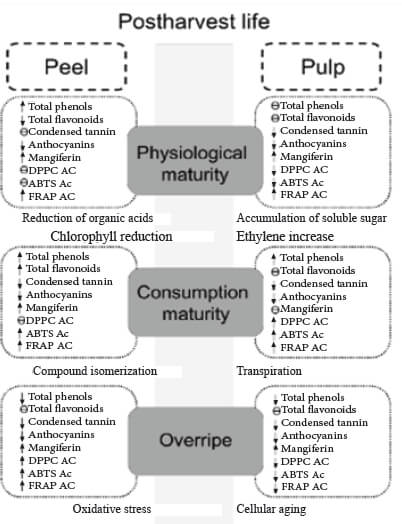 Figure 3. Biochemical adaptation of polyphenols in Manila mango.