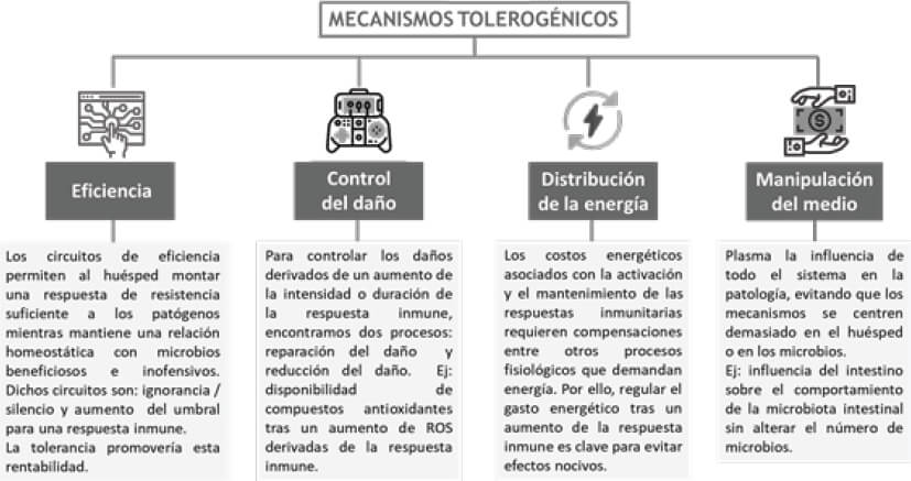 Figura 4: Mecanismos tolerogénicos Ayres JS et al, 2012 (60)