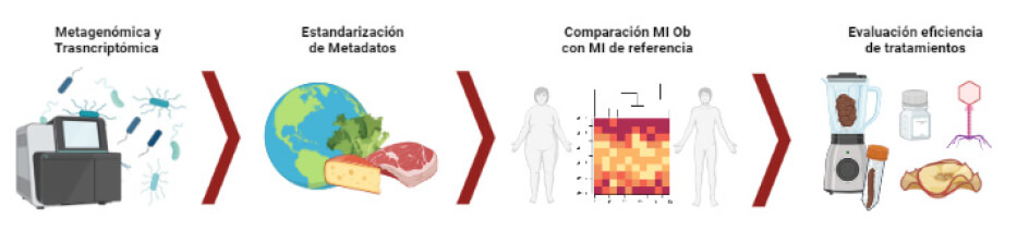 Figura 2: Modulación de MI como tratamiento para la obesidad