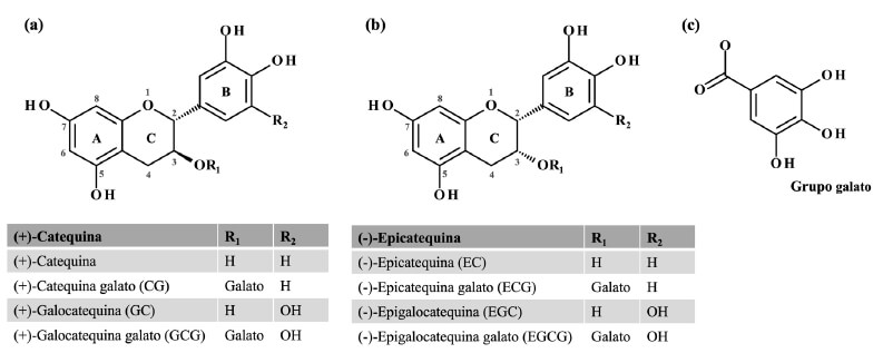 Figura 1: Estructura química de los isómeros de las catequinas del té verde (CTV) en su configuración trans llamadas catequinas (a) y en su configuración cis llamadas epicatequinas (b); estructura química del grupo galato (c). La estructura de las CTV consiste en dos anillos aromáticos (A-C) conectados por tres carbonos y un grupo catecol en el anillo B. Los grupos OH se localizan en la quinta y séptima posición del anillo A. El grupo galato se encuentra en la tercera posición del anillo C. Fuente: Elaboración propia con base en evidencia científica y conocimiento experto (2022).