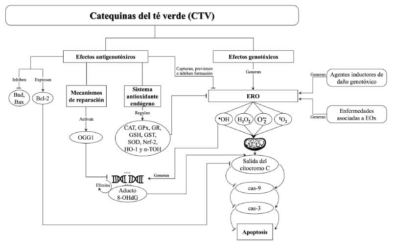 Figura 4: Vías de inducción de antigenotoxicidad y genotoxicidad de las CTV. Fuente Elaboración propia con base en evidencia científica y conocimiento experto (2022).