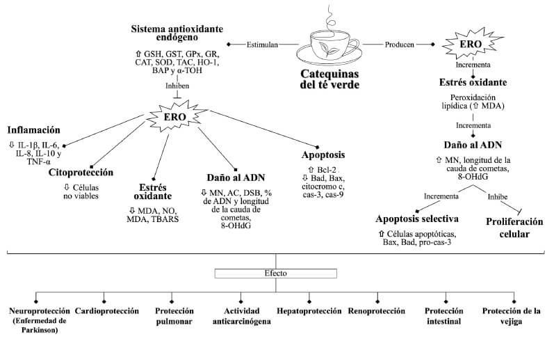 Figura 5: Vías de protección inducidas por el tratamiento con CTV. Fuente: Elaboración propia con base en evidencia científica y conocimiento experto (2022).