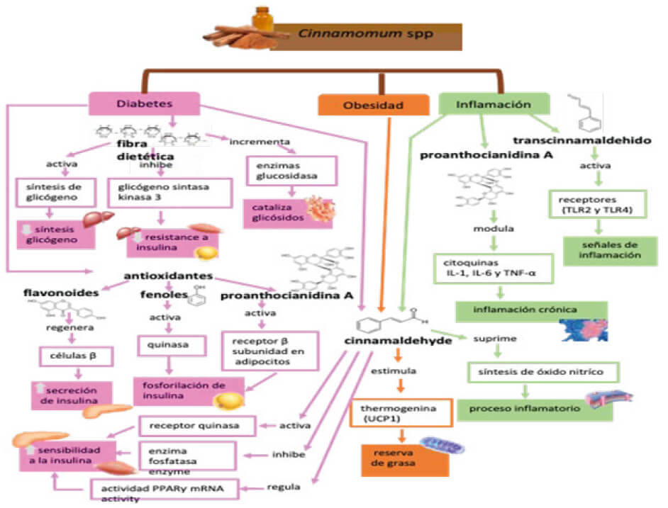 Figura 1. Mecanismos de acción de los compuestos bioactivos de la canela en las comorbilidades de diabetes, obesidad e inflamación. (Autoría propia)