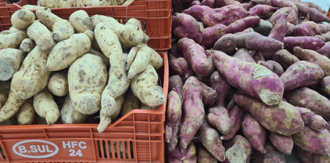 Figura 1. Diferentes tipos de batatas.