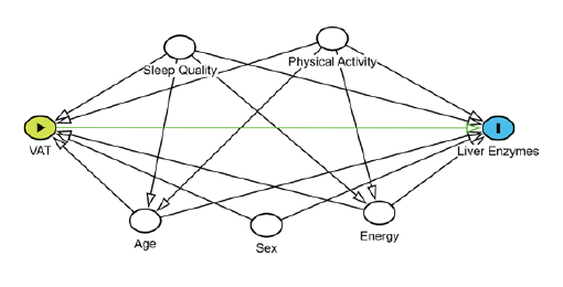 Figure 1. Directed Acyclic Graph (DAG) of the association between body fat distribution and liver enzymes.