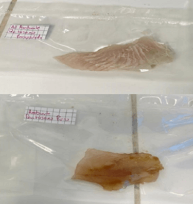 Fotografía 3: Filetes de merluza empacadas y selladas