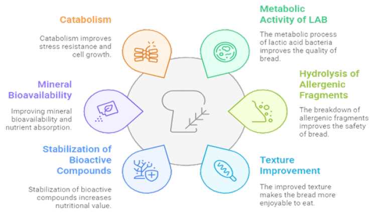 Figure 1. Revealing the multifaceted impact of sourdough