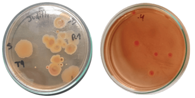 Figura 1. Detección de UFC, de Salmonella spp. en carne bovina