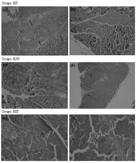 Figura 1. Cambios histológicos representativos del grupo HS: (a) alteración de la arquitectura con áreas de necrosis pancreática en banda (flecha negra) y necrosis celular (flecha gris), (b) necrosis acinar (flecha negra); grupo HJG: (c) acinos parcialmente conservados (círculo) e islote de Langerhans (flecha negra), (d) estructura lobulillar conservada (flechas negras), vaso sanguíneo (flecha gris); grupo HSI: (e) islote de Langerhans con necrosis focal (flecha negra), conducto pancreático (flecha gris), (f) necrosis coagulativa con fragmentación celular.