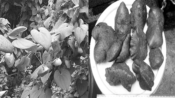 Figura 1. Tubérculos de papa de aire (<i>Dioscorea bulbifera L.</i>)