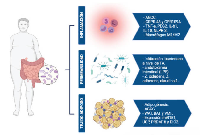 Figura 1: Mecanismos relacionados entre la modulación de la microbiota intestinal en la patogénesis de la obesidad