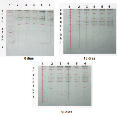 Electroforesis SDS-PAGE de músculo de atún (Thunnus thynnus). Glaseado con hidrocoloides y almacenado a - 10ºC Líneas verticales indican el tipo de tratamiento. Estándar (1); control (2); carragenina 0,15 % (3); carragenina 0,05% (4); gelatina 1% (5) y gelatina 0,50%(6). Líneas horizontales indican las bandas de proteínas del estandar: Miosina 200KDa(a); β-galactosidasa 116,25(b); Fosforilasa b 97,4 KDa(c); Albumina 66,2 KDa (d); Ovoalbúmina 45 Da (e); Anhidrasa carbónica 31 KDa (f); Inhibidor de tripsina 21,5 KDa (g); Lisosyma 14,4(h) KDa; Aprotinin KDa 6,5 (i).
