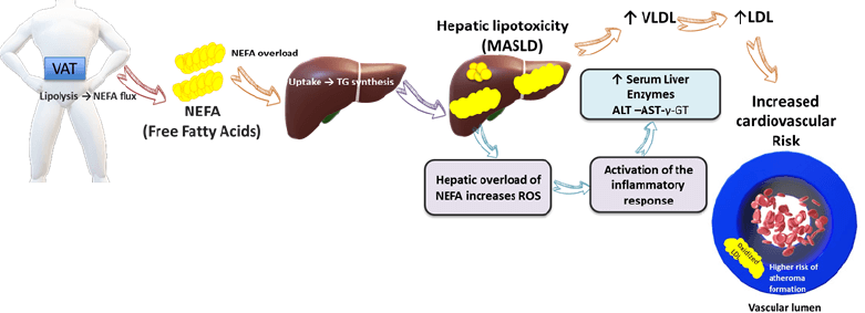 Figure 3. Schematic representation of the pathway linking VAT to dyslipidemia, hepatic dysfunction, inflammatory processes, and vascular risk.